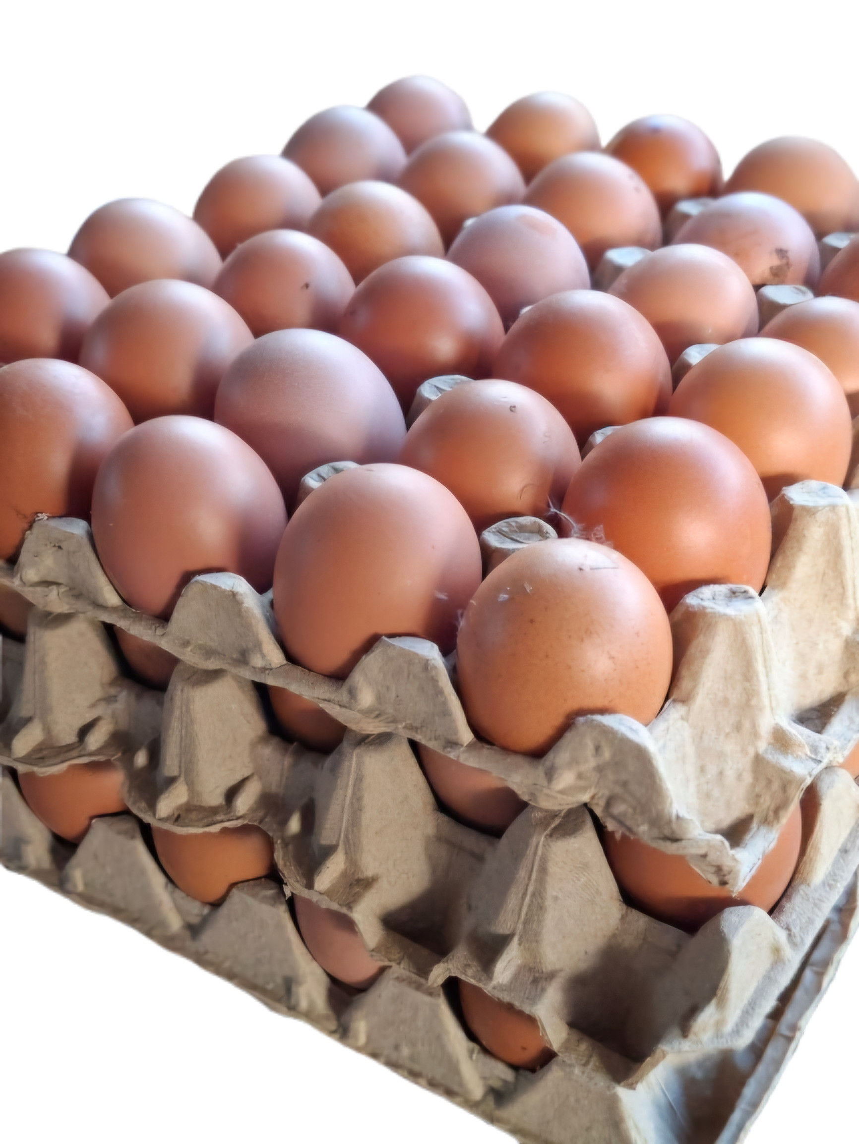 Huevos Criollos